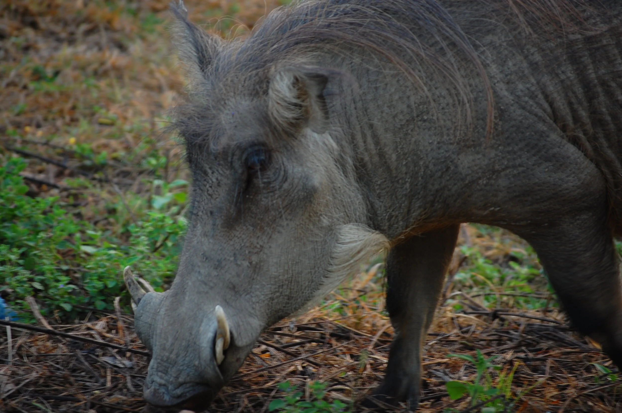 DSC_0669.JPG