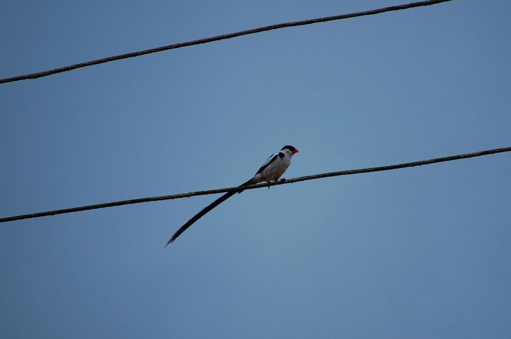 DSC_0392.JPG