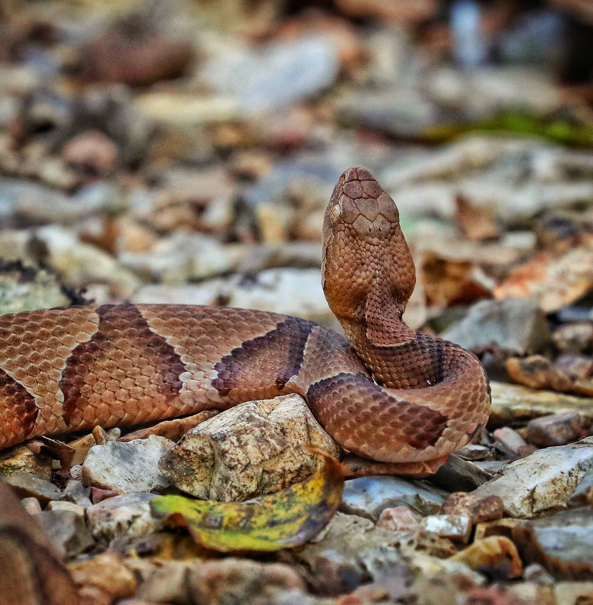 Copperhead, outside Eureka Springs, Arkansas