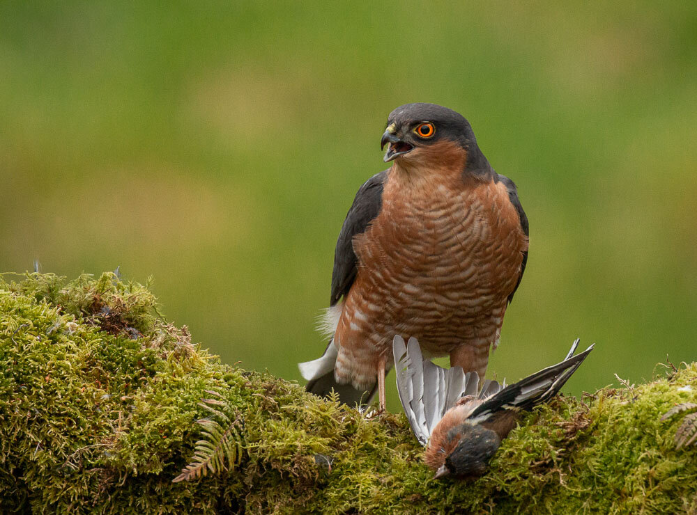 Sparrowhawk.jpg