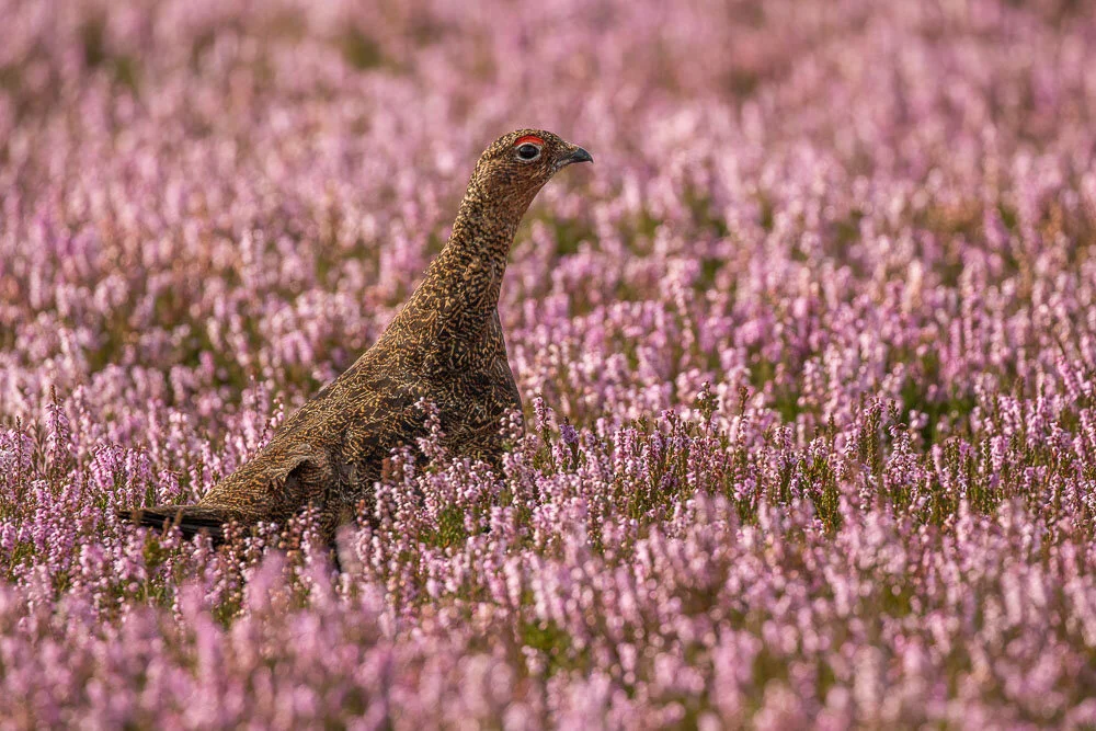 Red Grouse.jpg