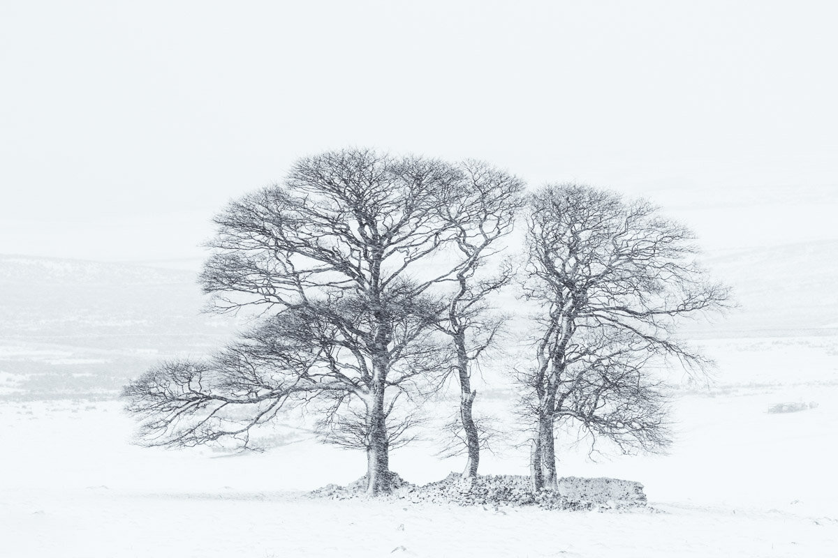 Henside Tree's-1.jpg