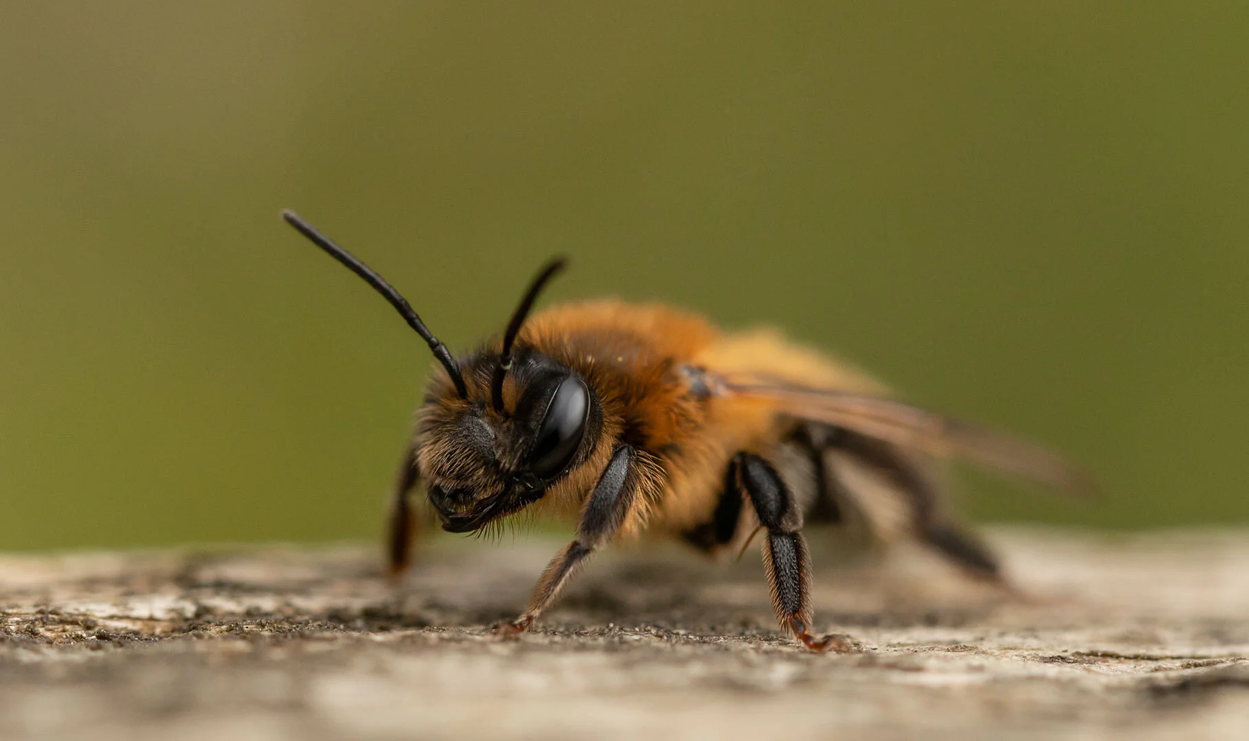 Bee at rest
