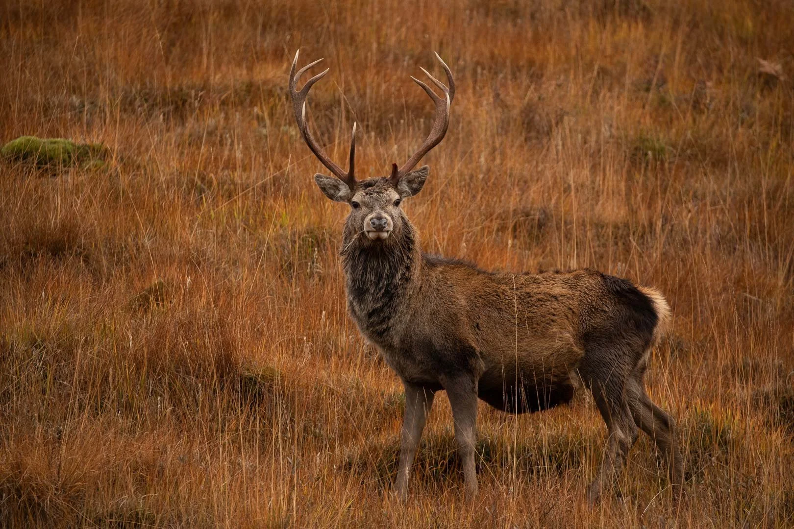 Red Deer