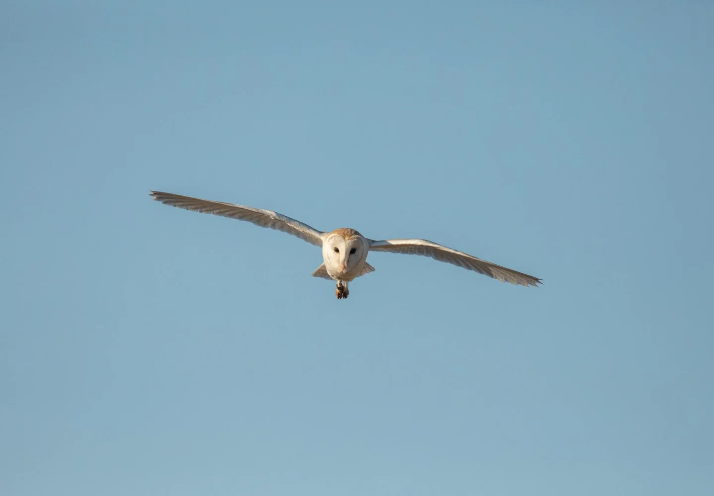 Barn Owl flight