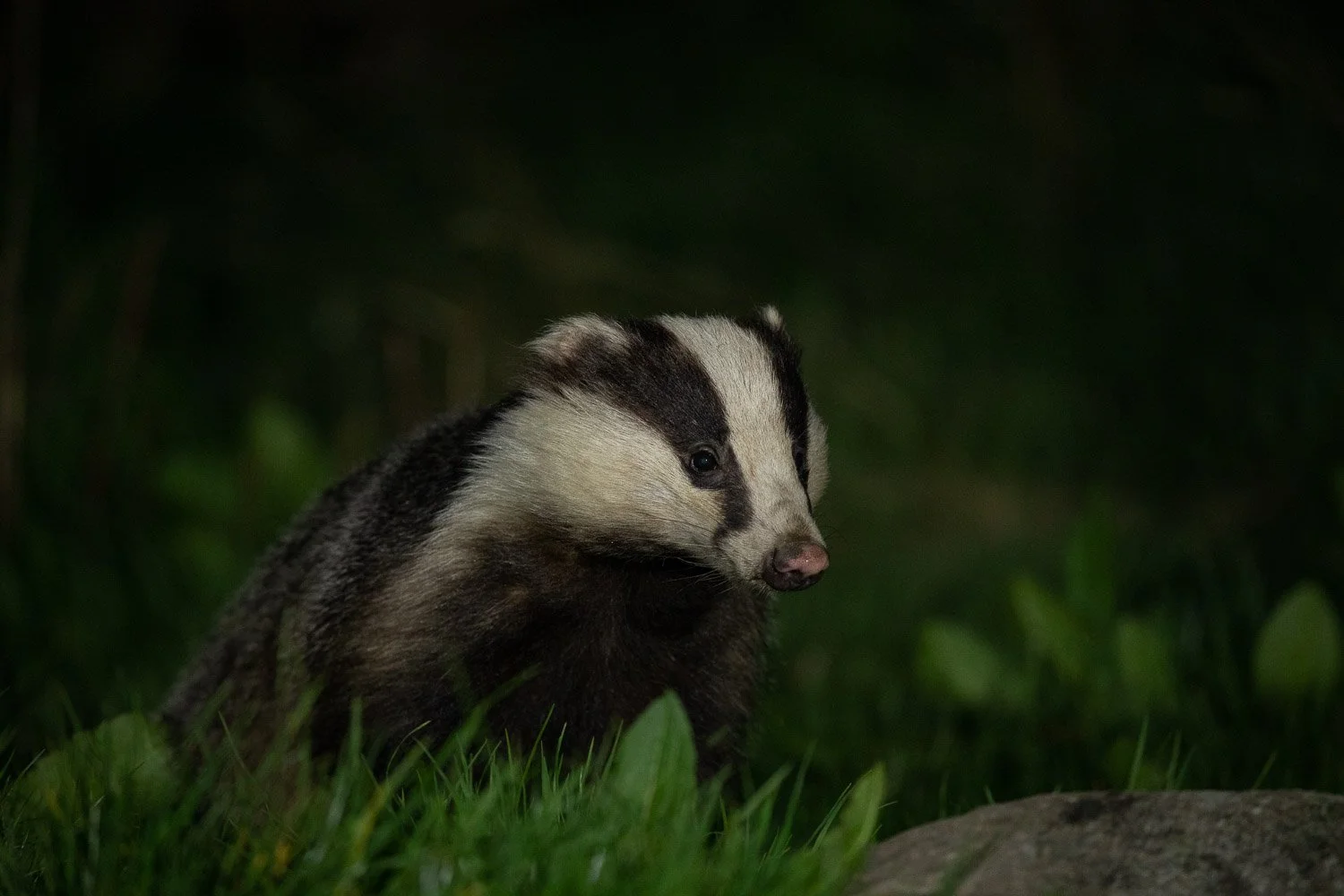Badger