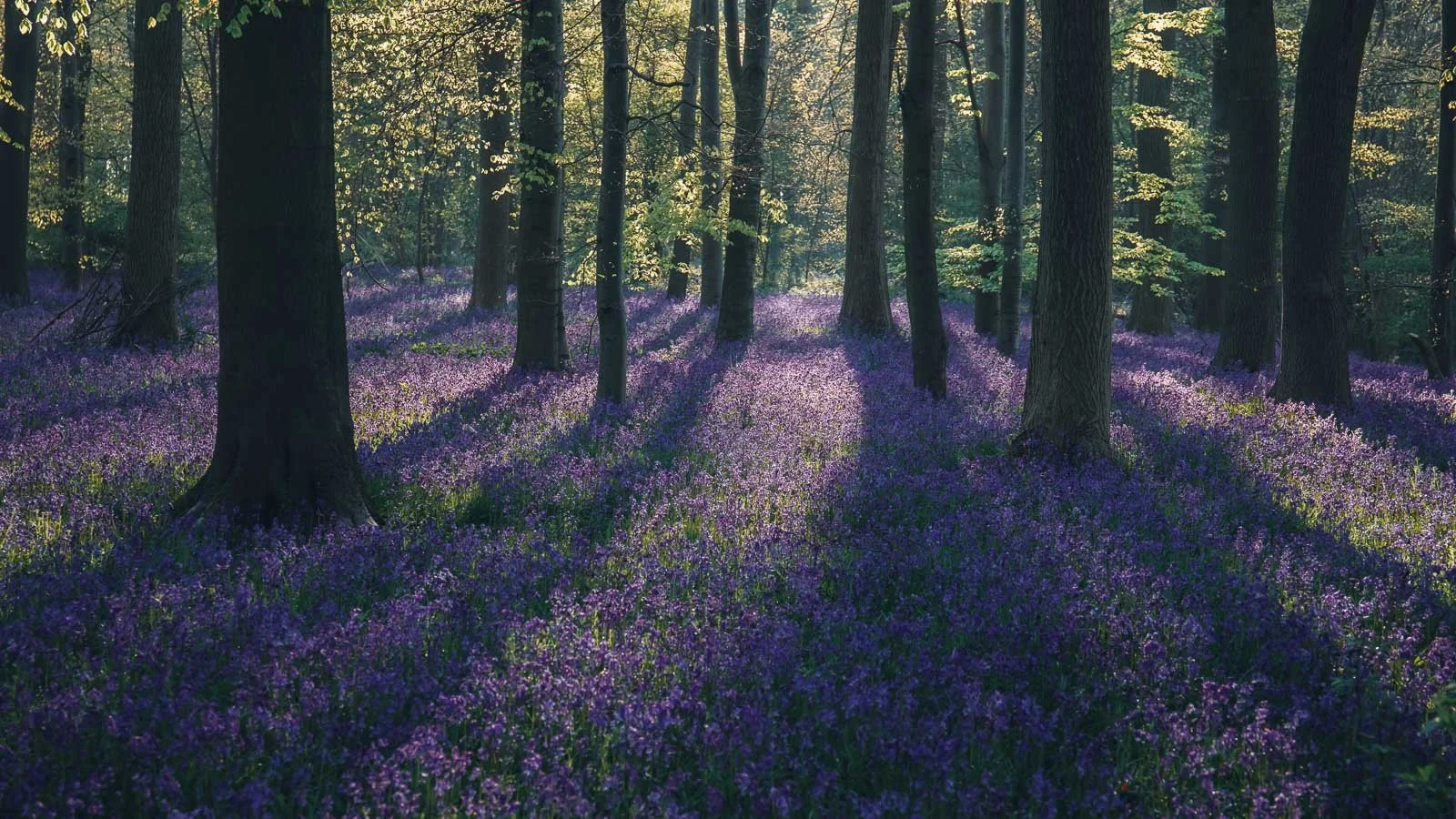 Bluebells