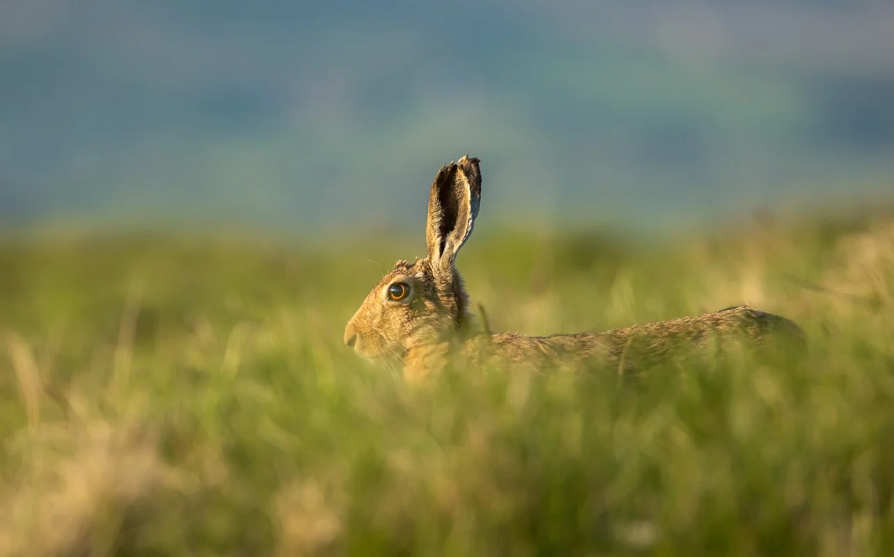 Brown hare