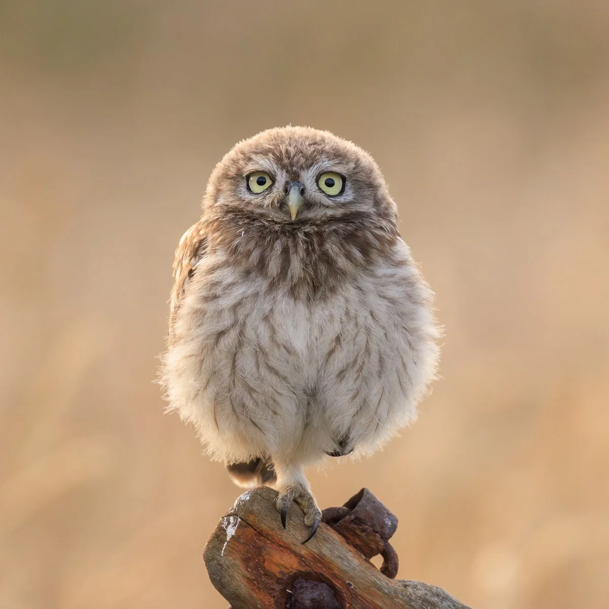 Little Owl chick