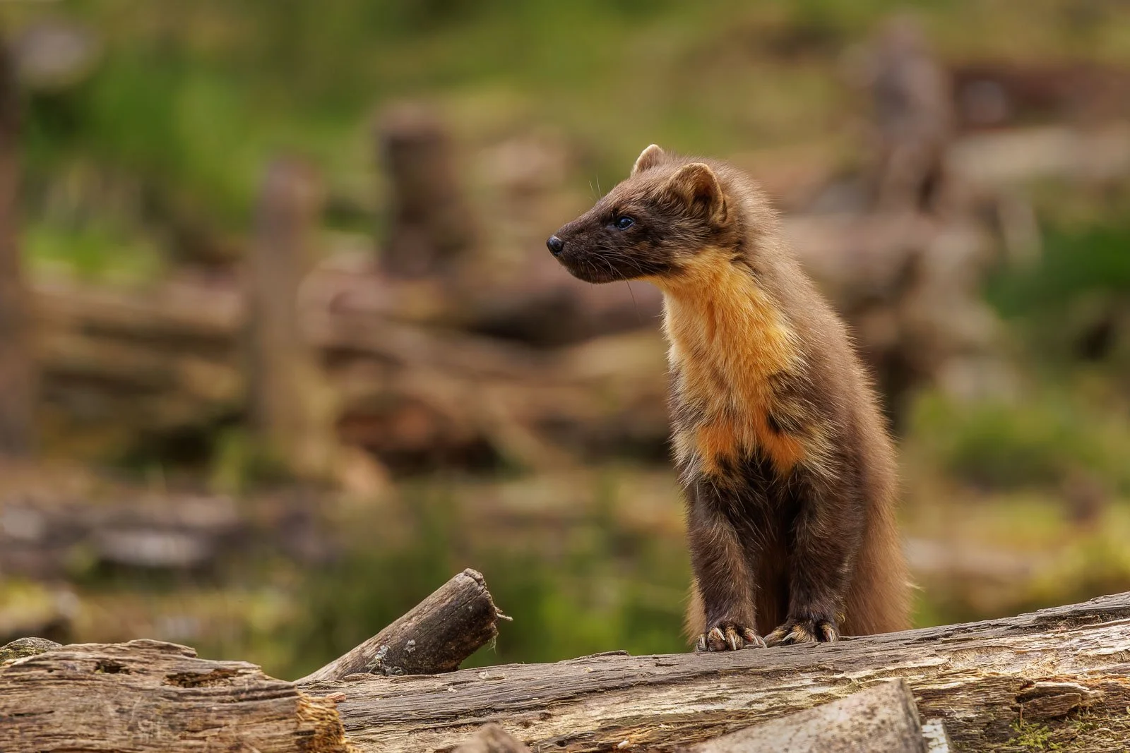 Pine Marten