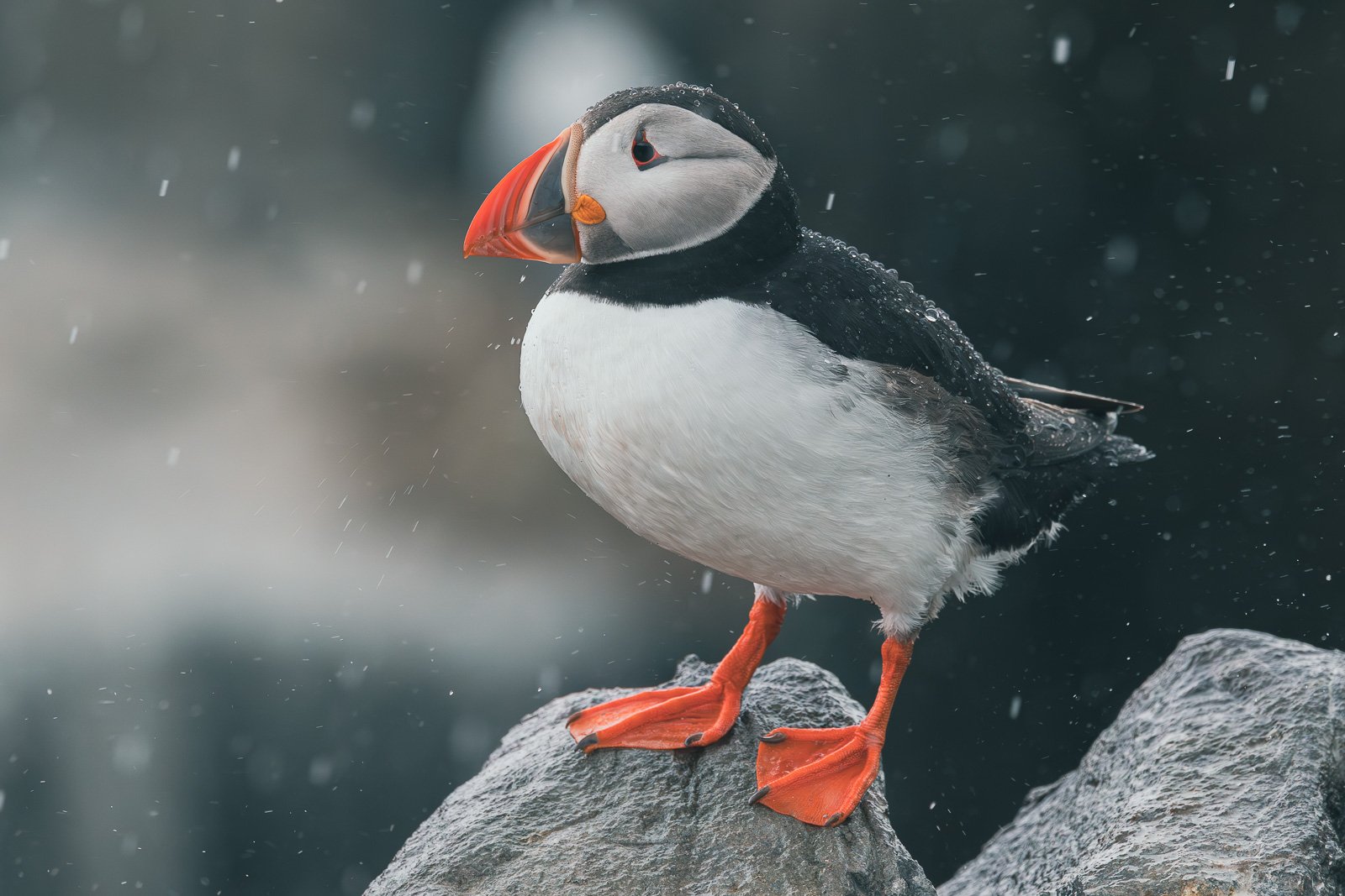 A puffin sitting on the rocks during a heavy rain shower.