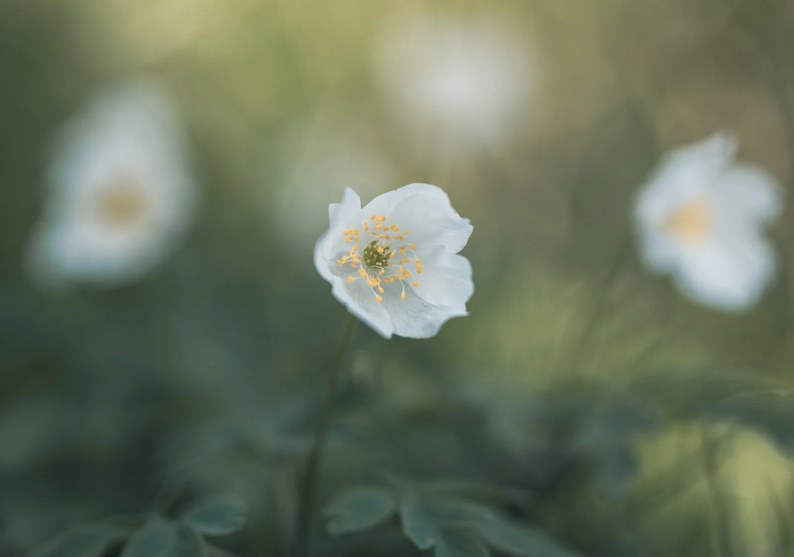Wood Anemone