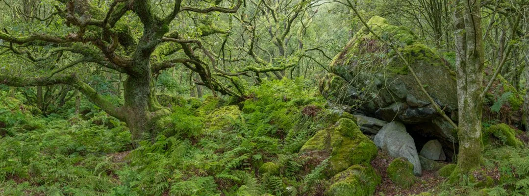 Guisecliff Woods