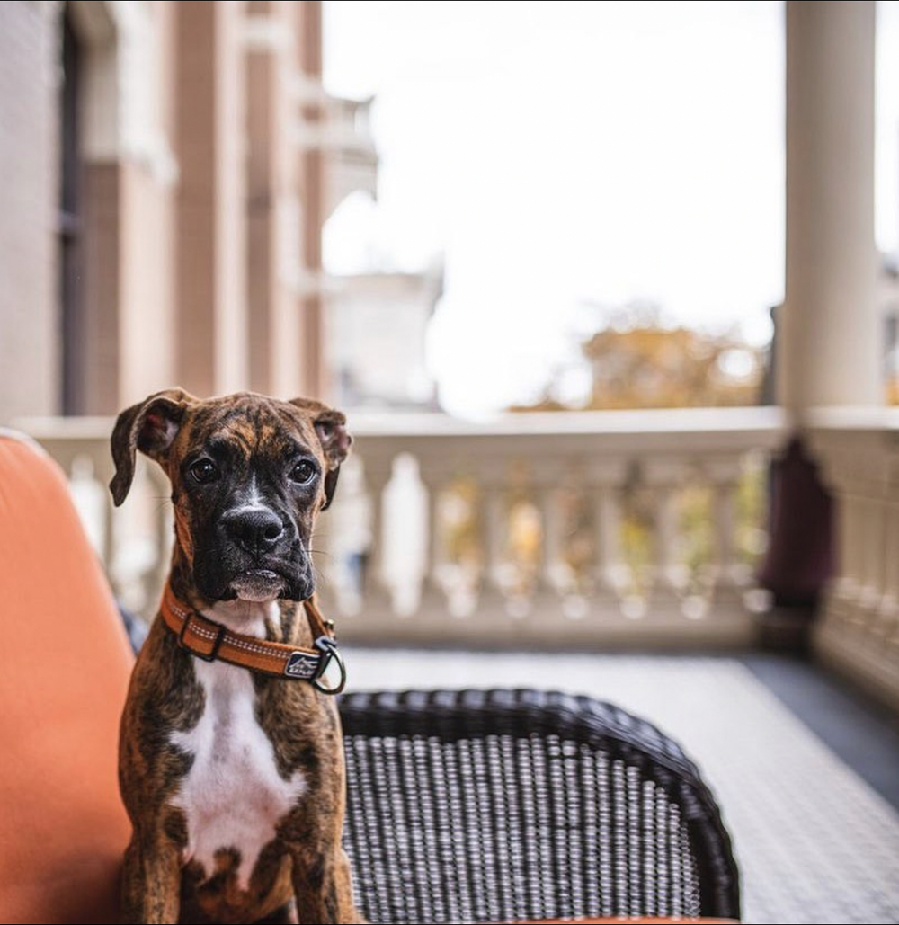 our 7 favorite austin dogfriendly hotels — Rockin' Pets, Rollin' Vets