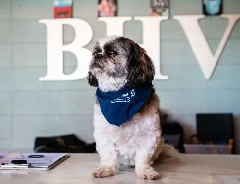Austin doggie daycare amp boarding - BHV
