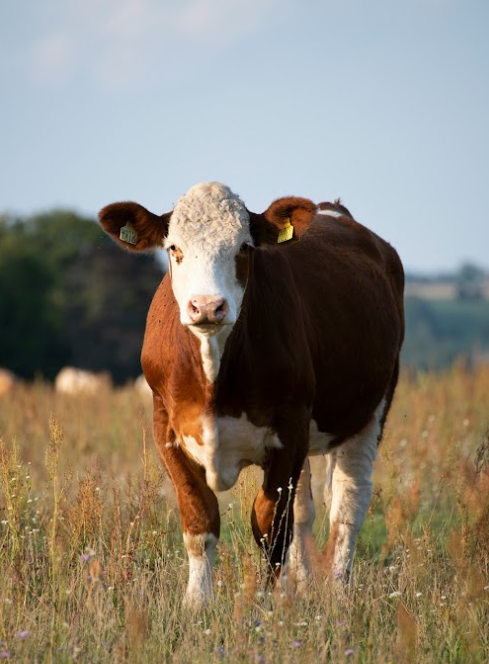 Oil Painting for Everybody! Animal Edition 