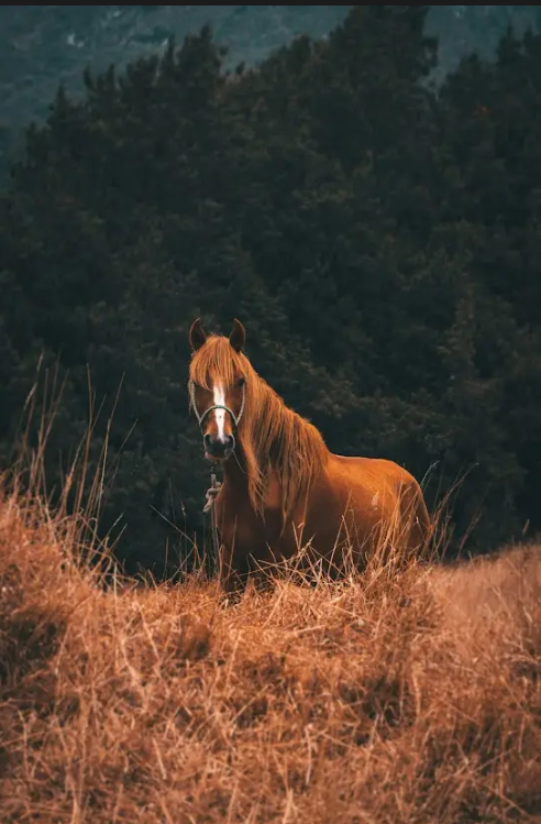 Oil Painting for Everybody! Animal Edition 