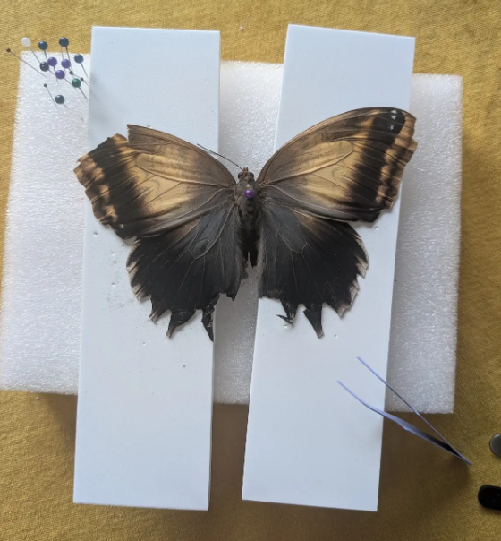 Butterfly Pinning