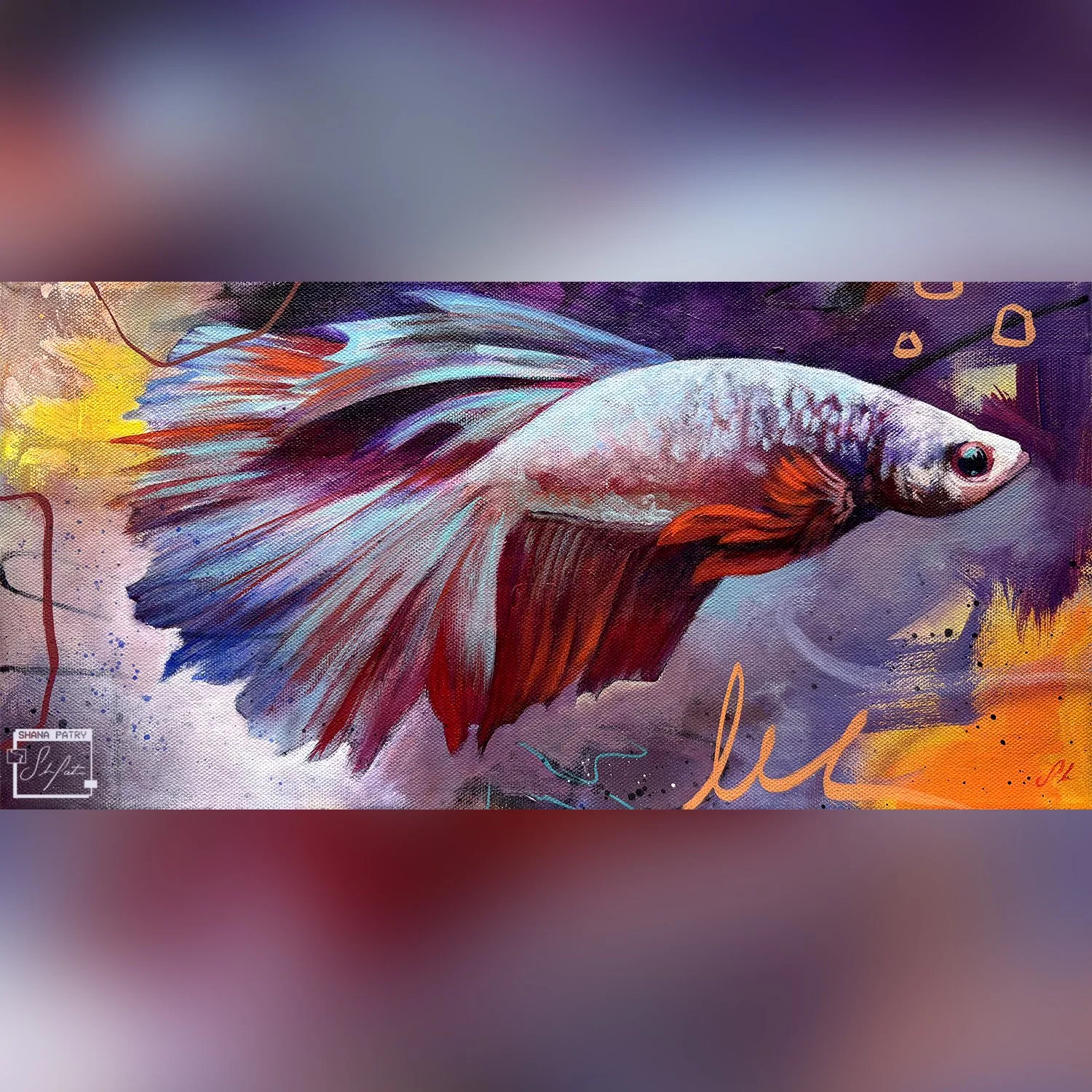 betta2-shanapatry copy.jpg
