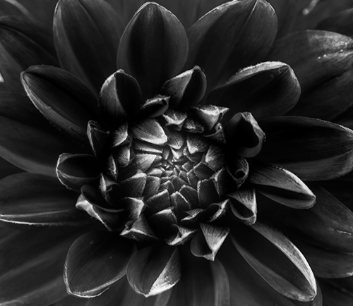 Flower-Mechanical-HDR.png