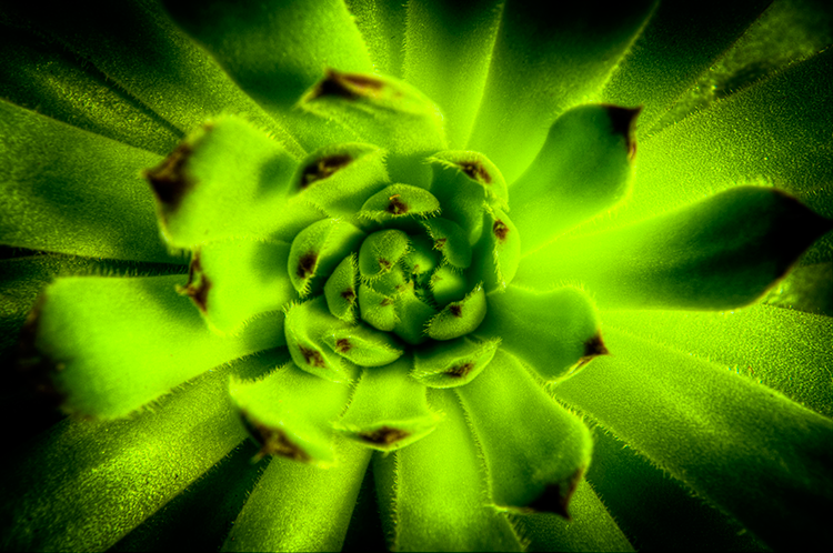 Green-Plant-HDR.png