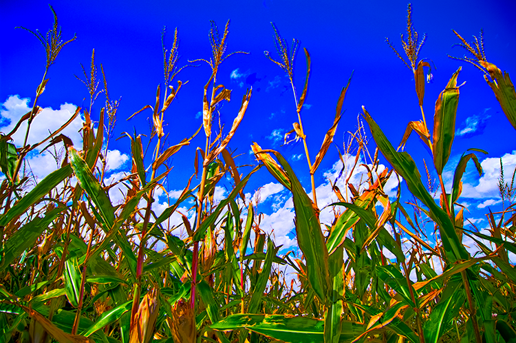 Corn-Field-HDR.png