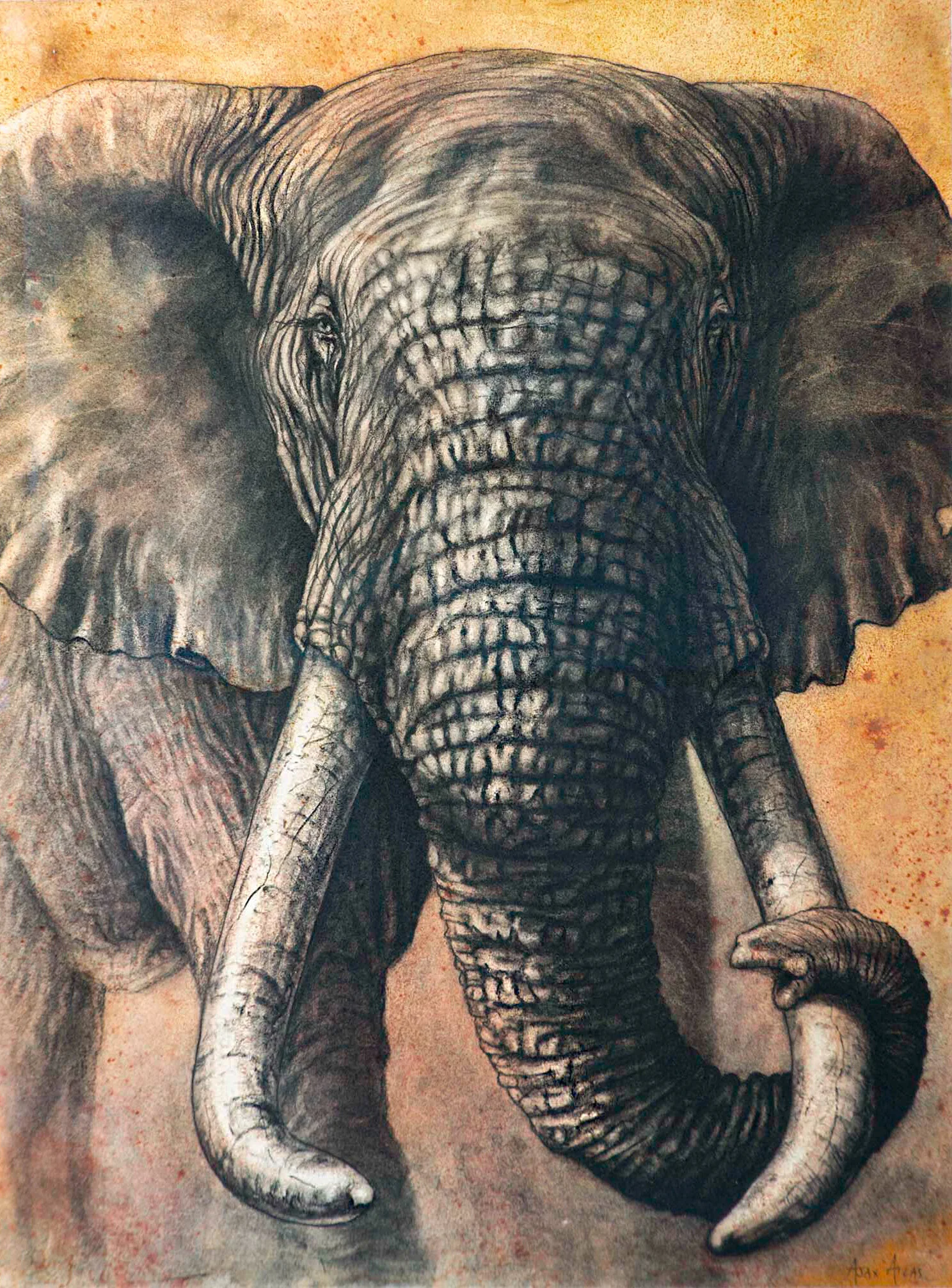 Elephant-3-2.jpg