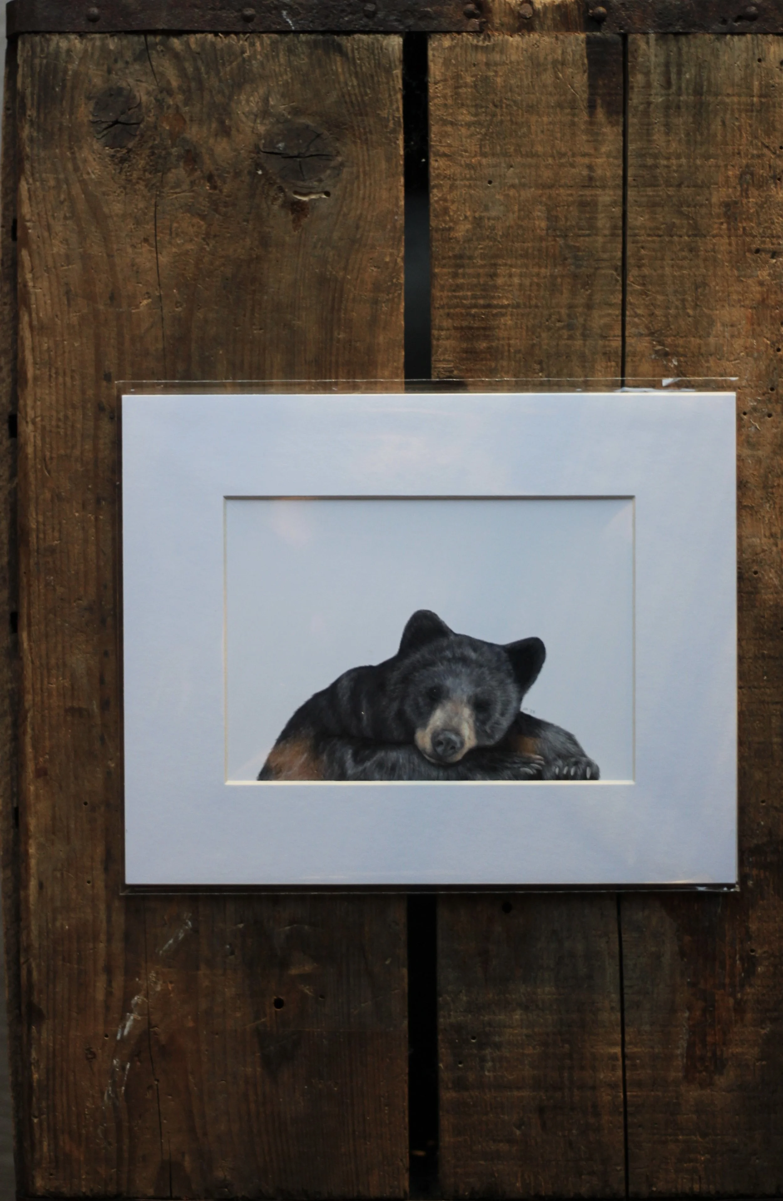 black bear - prints