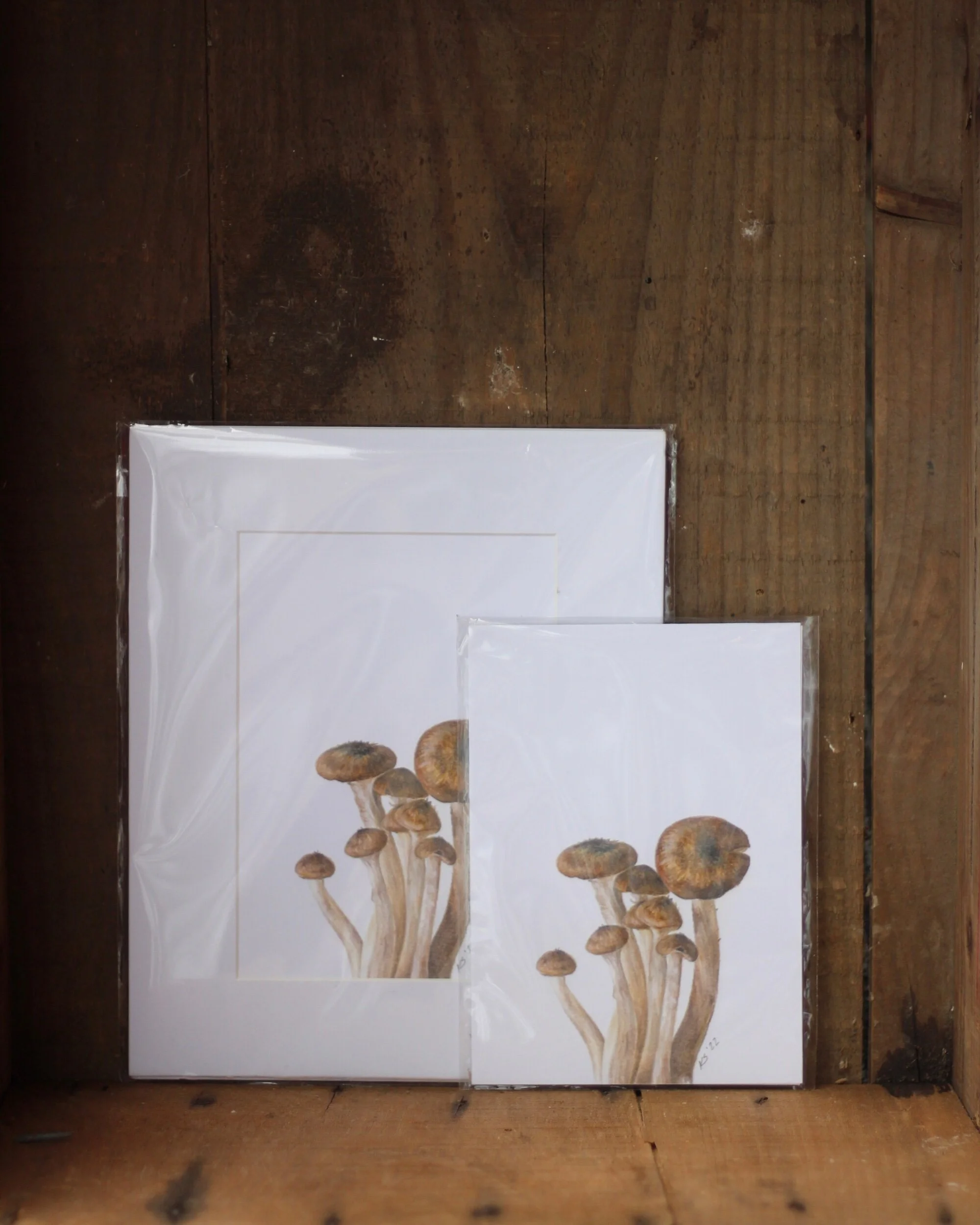fungi no. 2 - prints