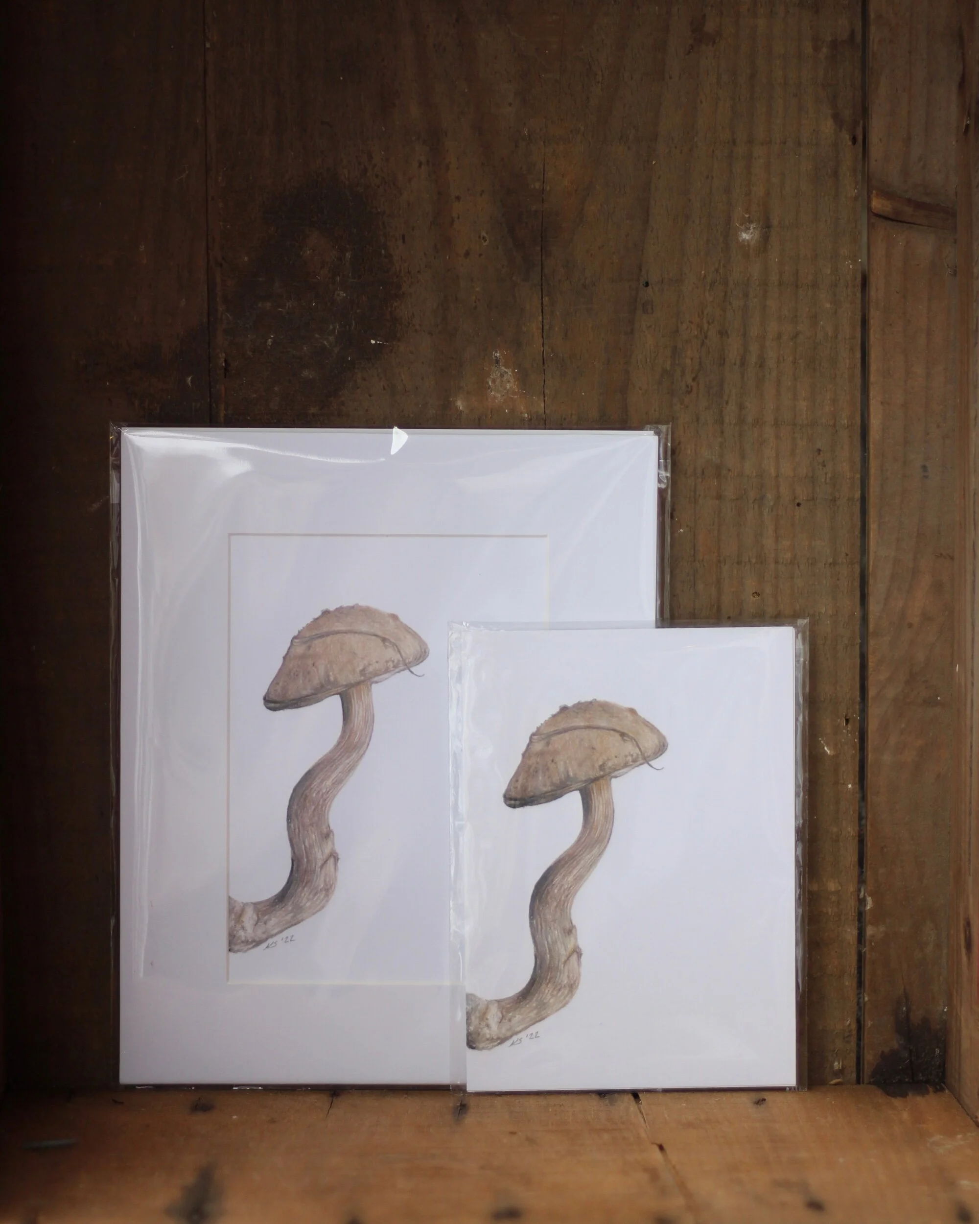 fungi no. 1 - prints