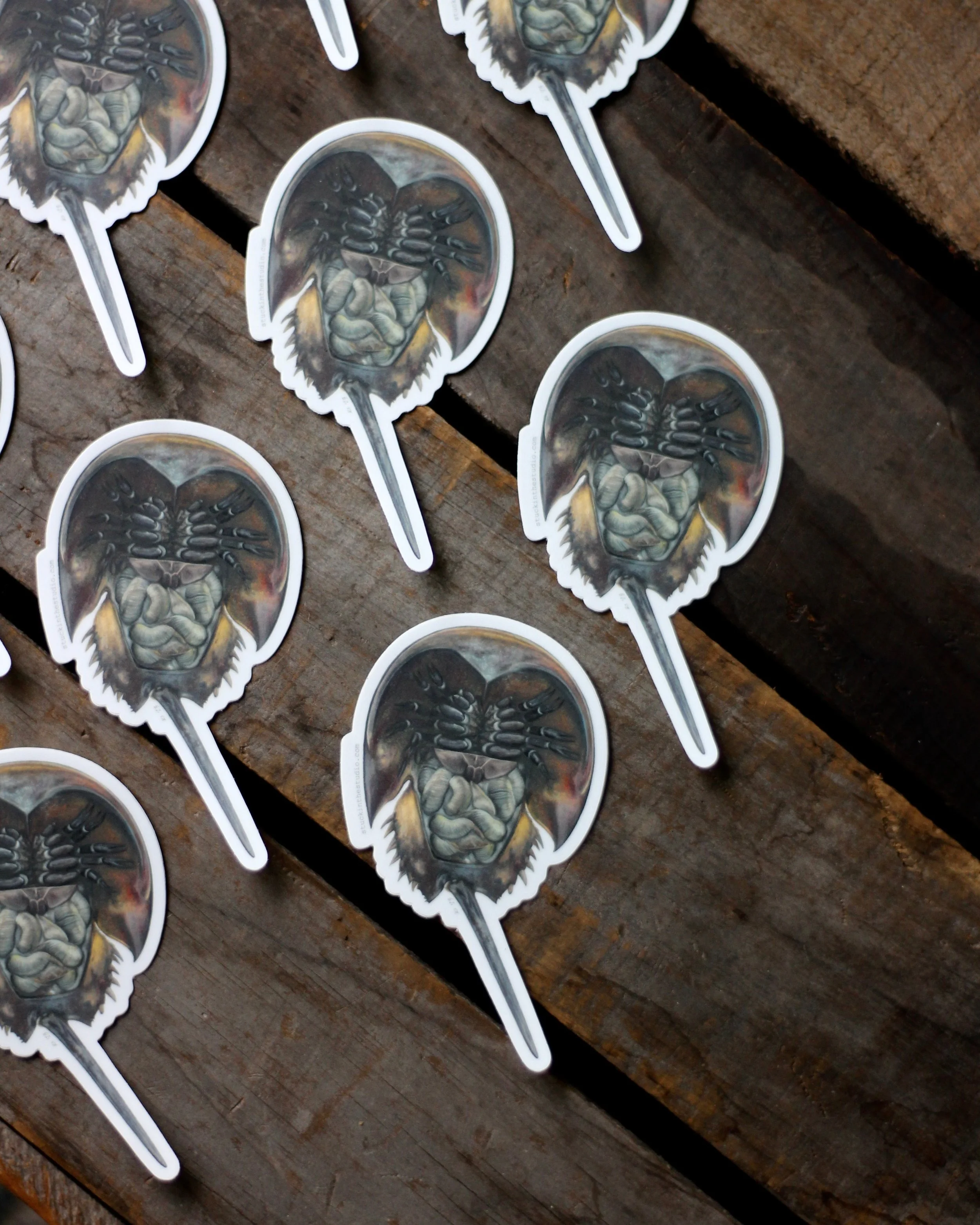 horseshoe crab - sticker