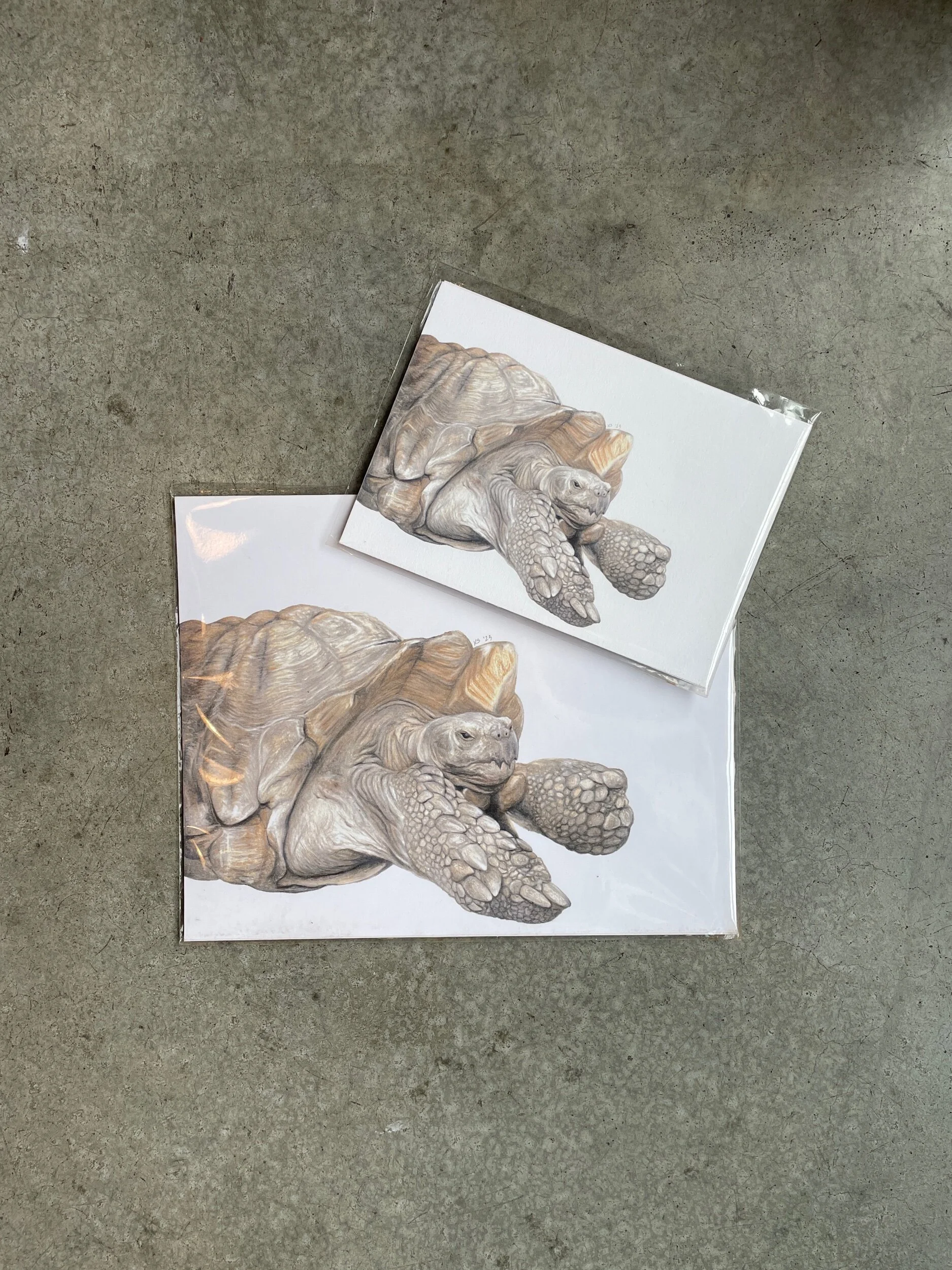 tortoise - prints