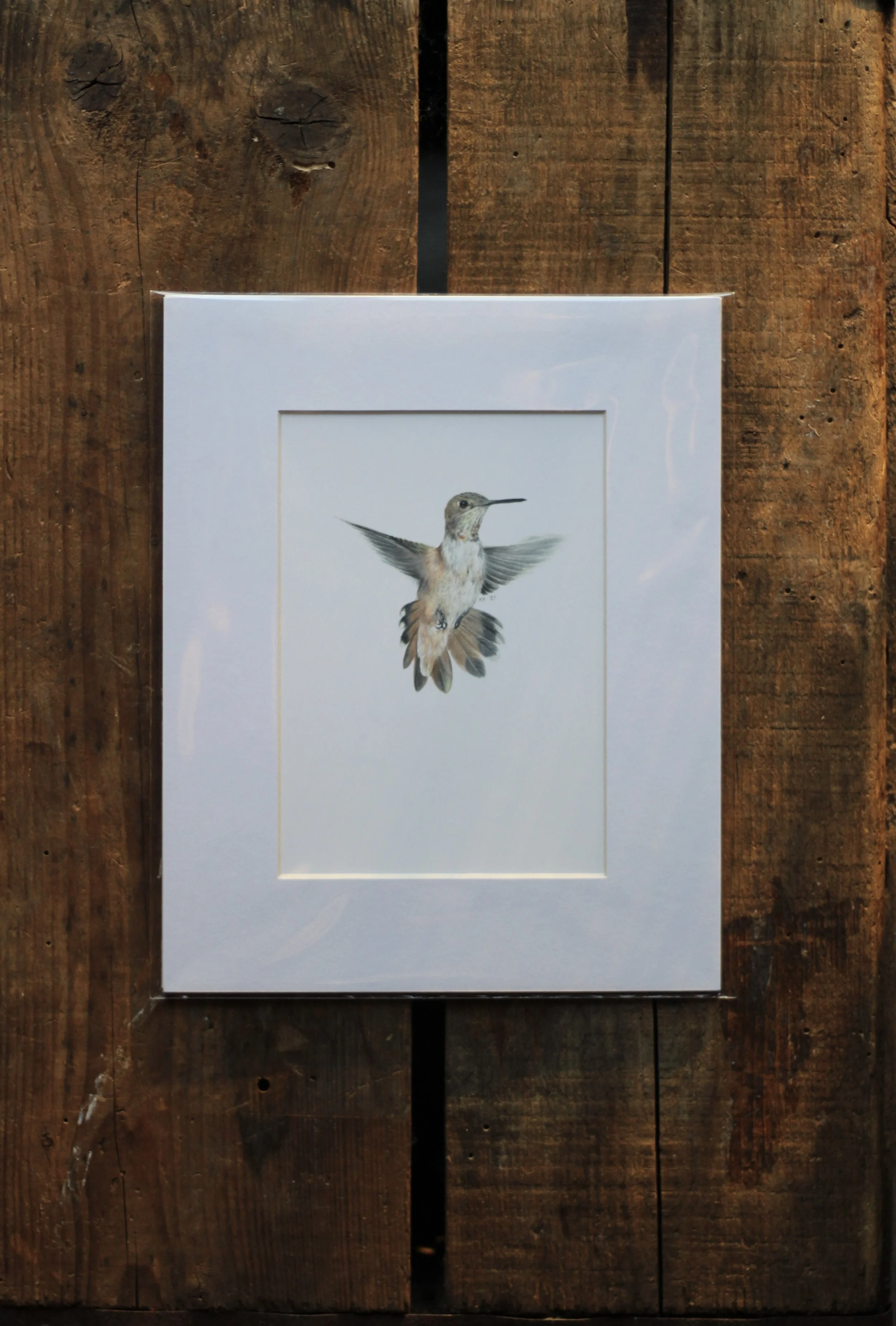 hummingbird - prints