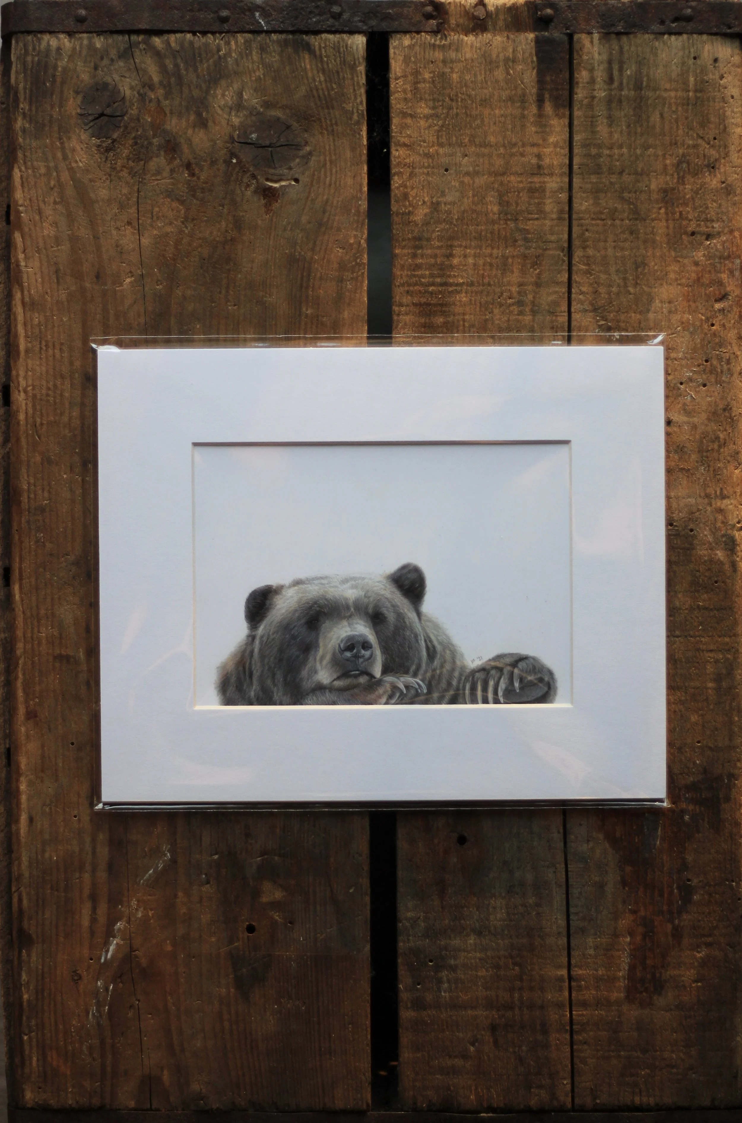 grizzly bear  - prints