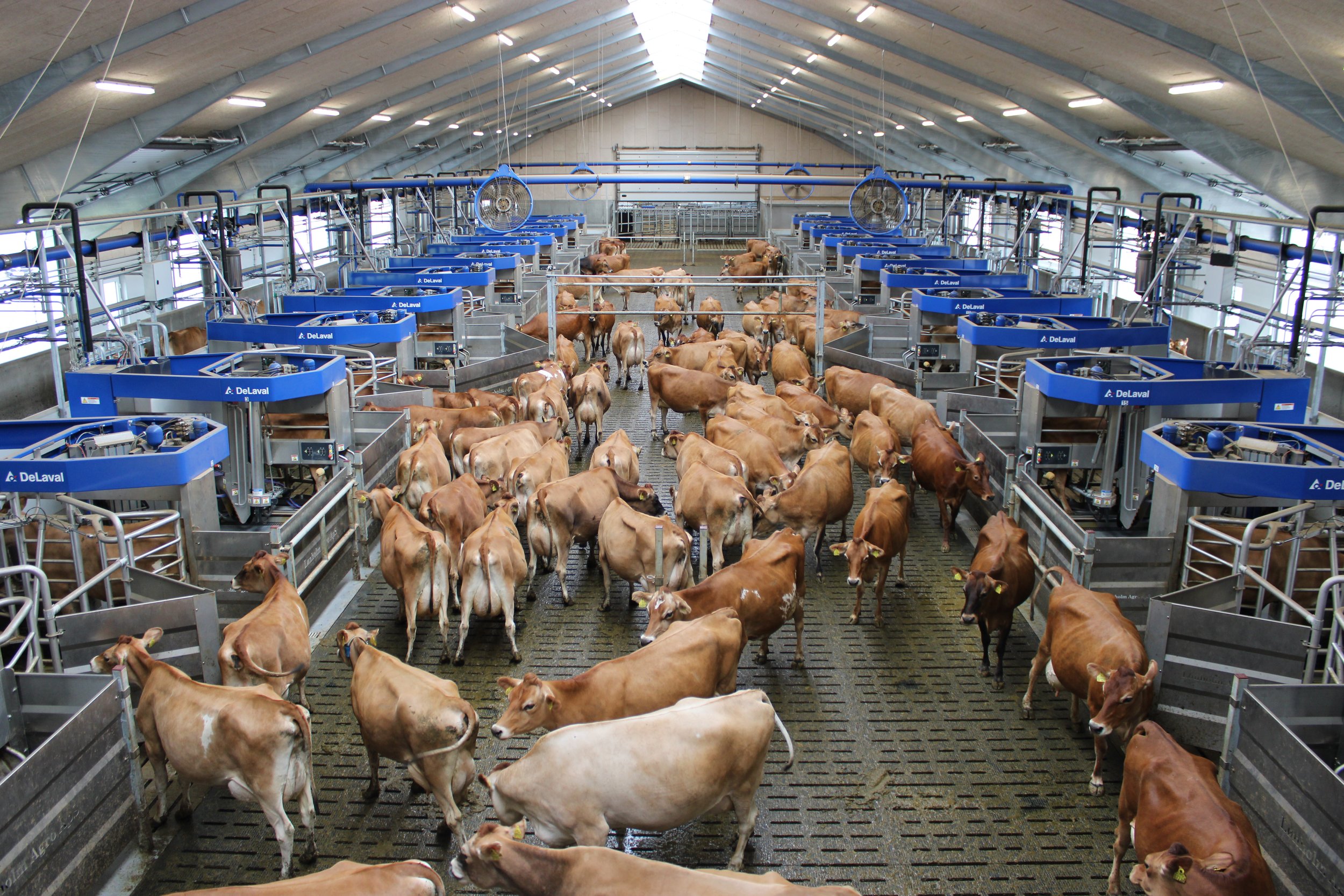 Inside a dairy farm barn with cows walking between milking machines and fans mounted on the ceiling.