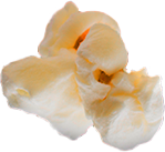 Close-up of a peeled garlic clove