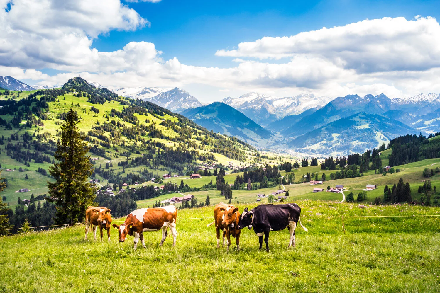 Switzerland-1.jpg