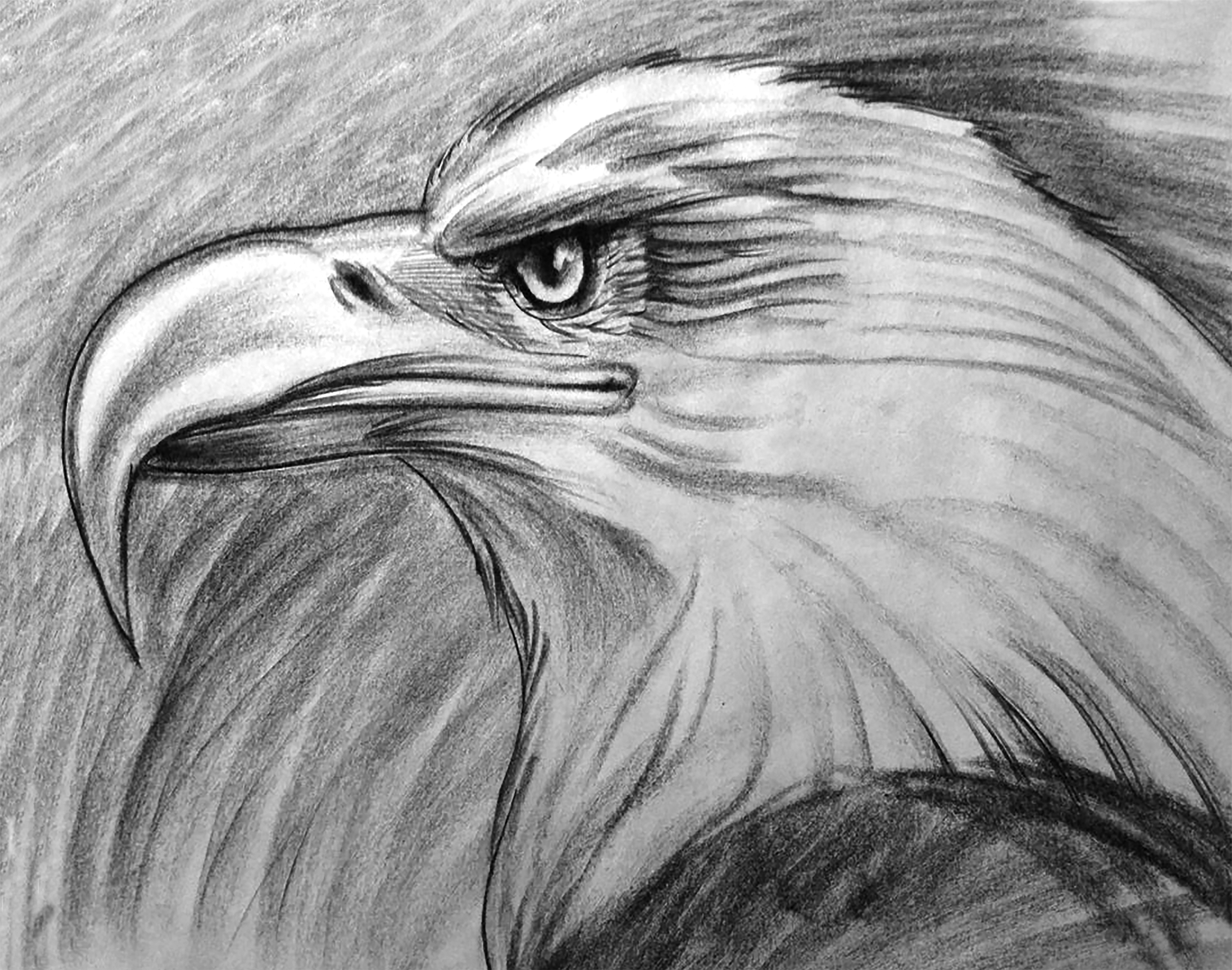 Bald Eagle Study