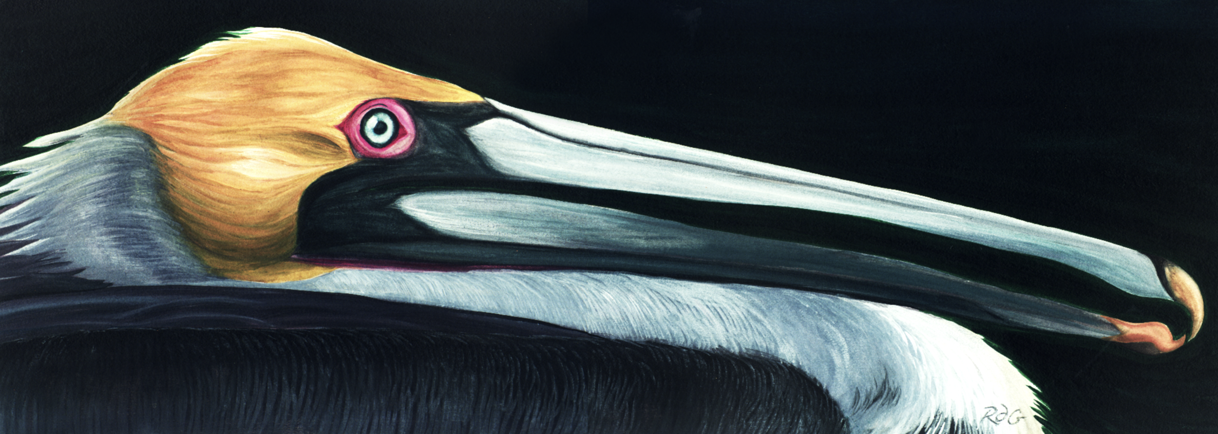 Brown Pelican in Breeding Plummage
