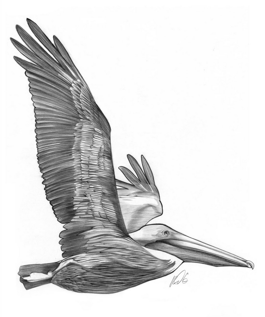 Brown Pelican Flies in Southern California.