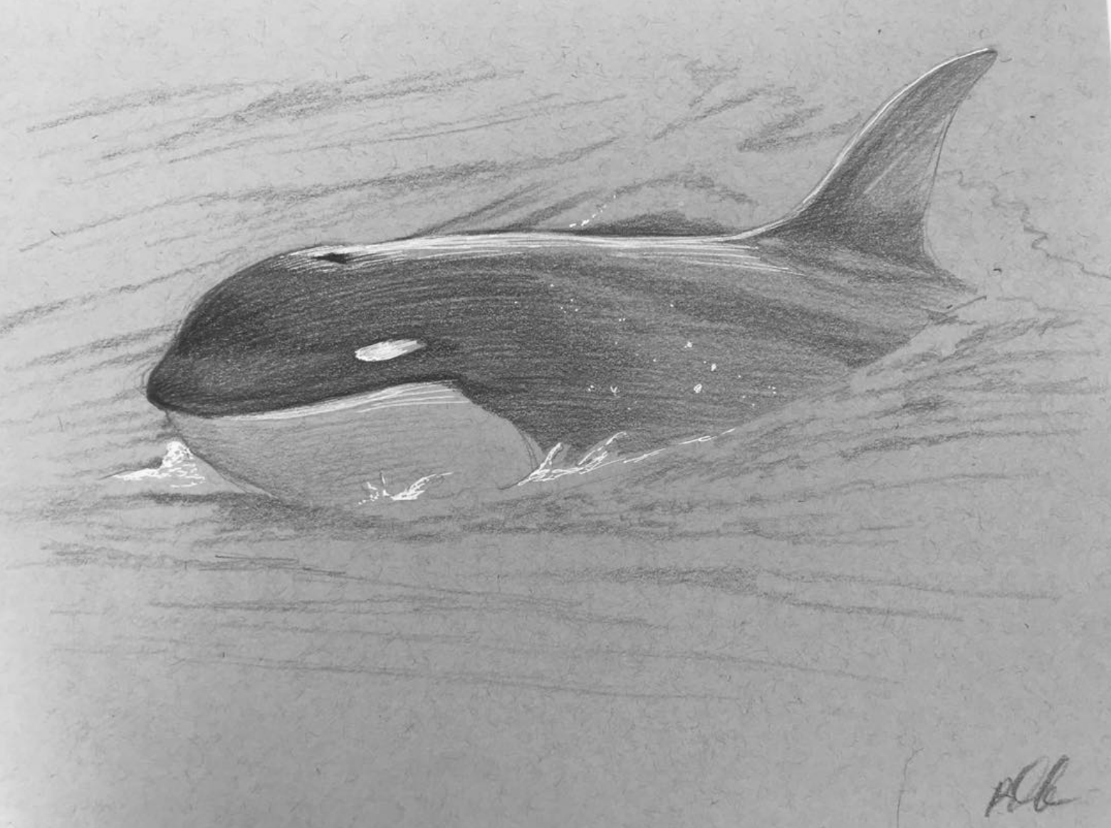 Orca Type D
