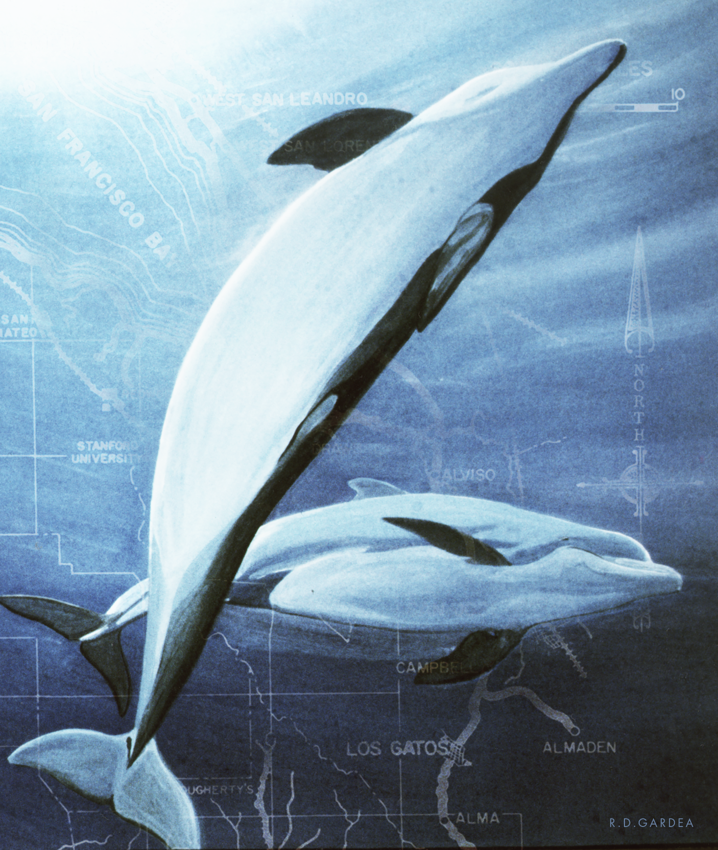 Bottlenose Dolphins