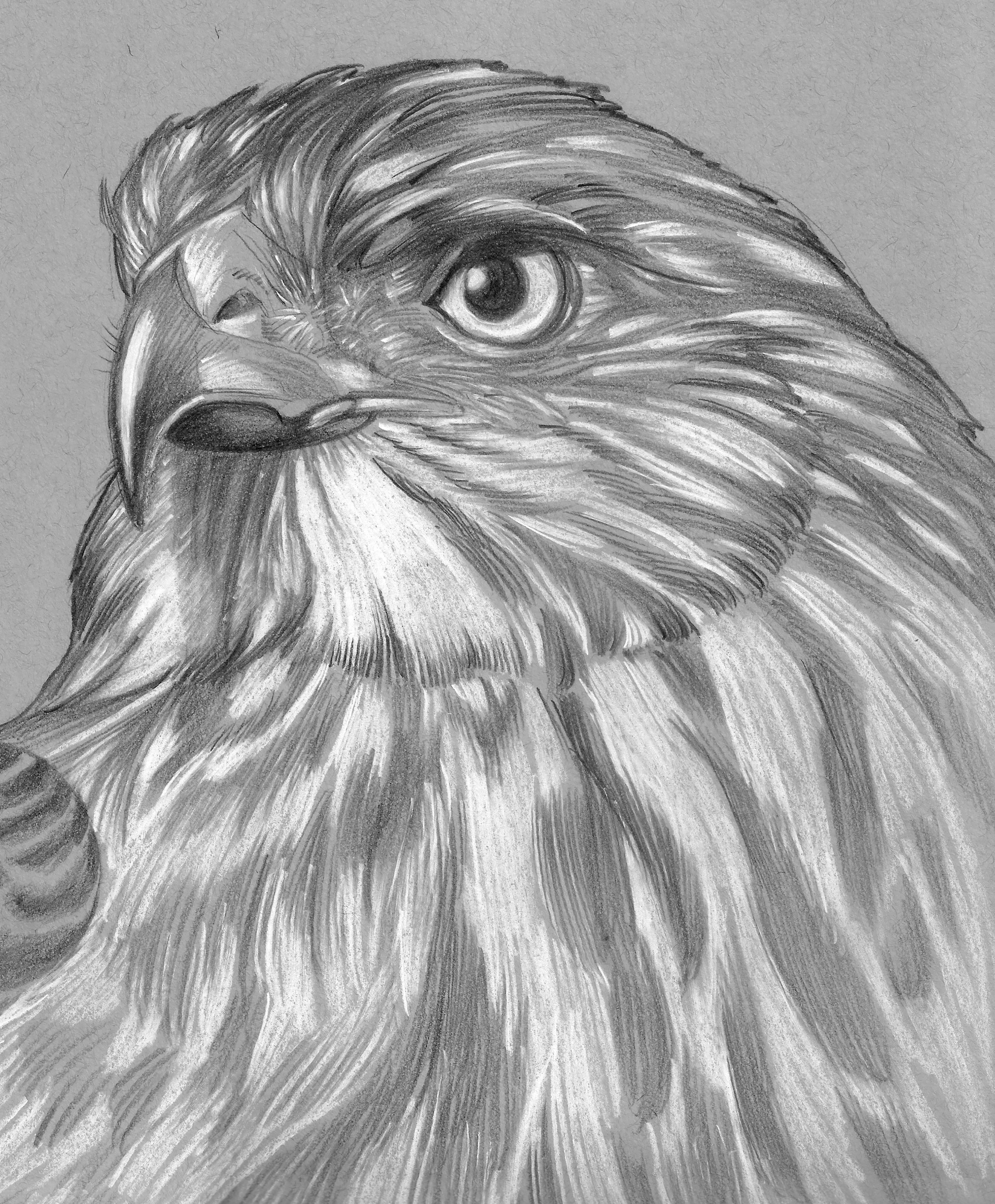 Coopers Hawk on toned paper