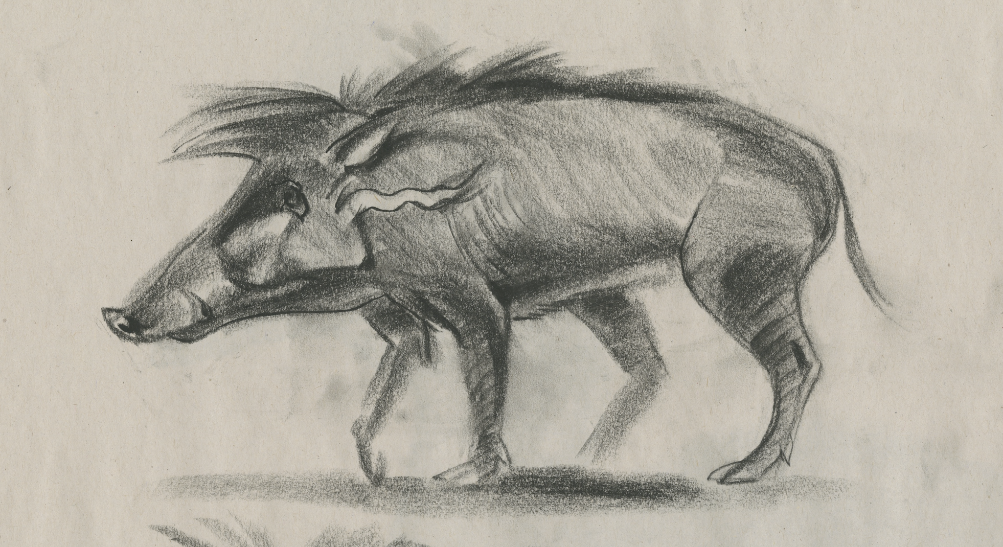 Wild Boar