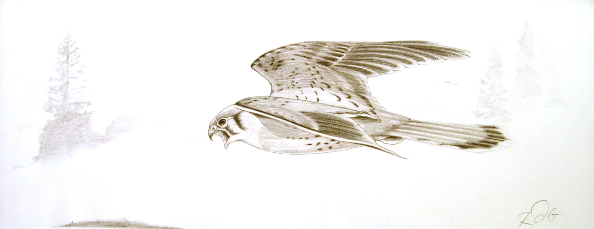 American Kestral soars on a foggy morning