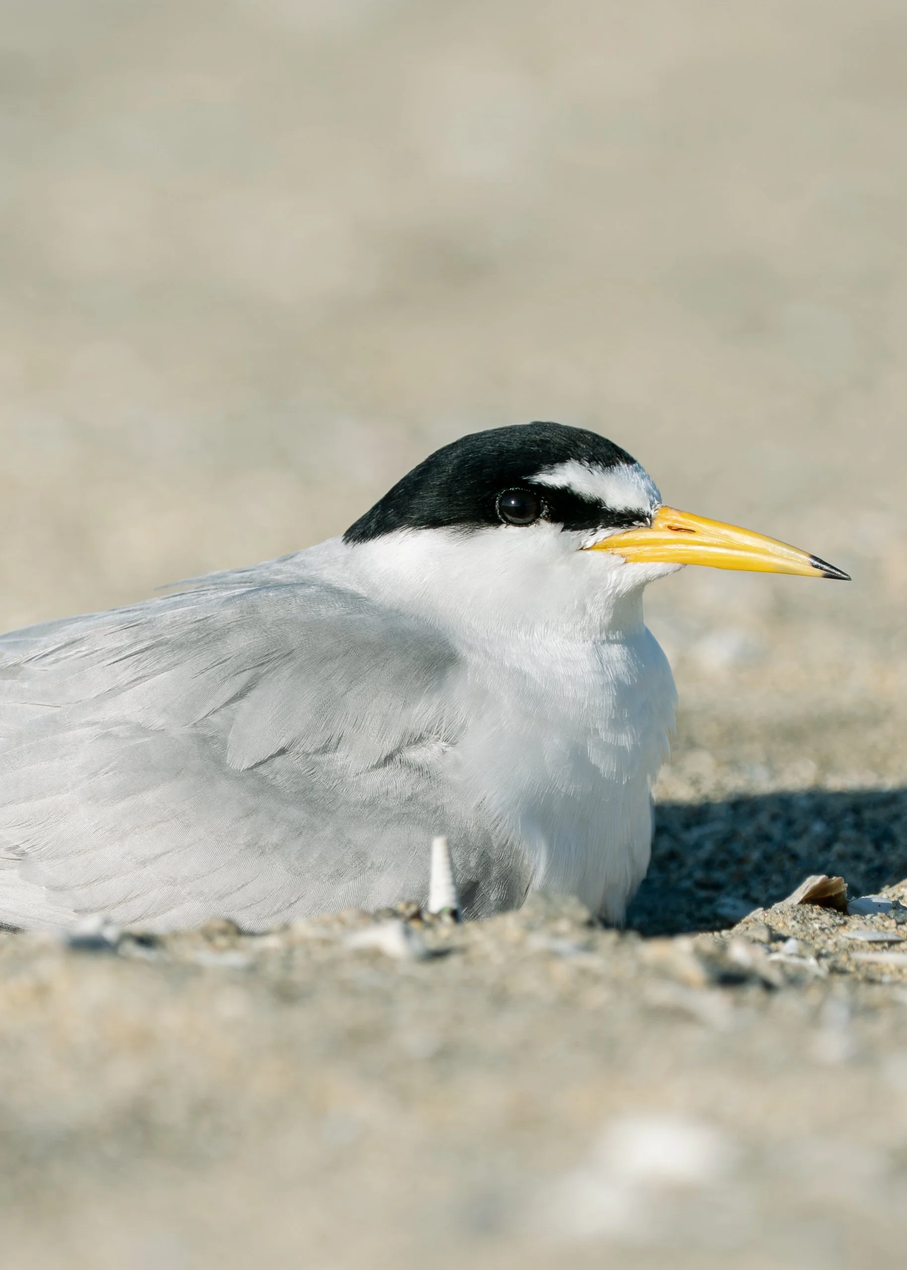 Unsung_Birders_3.jpg