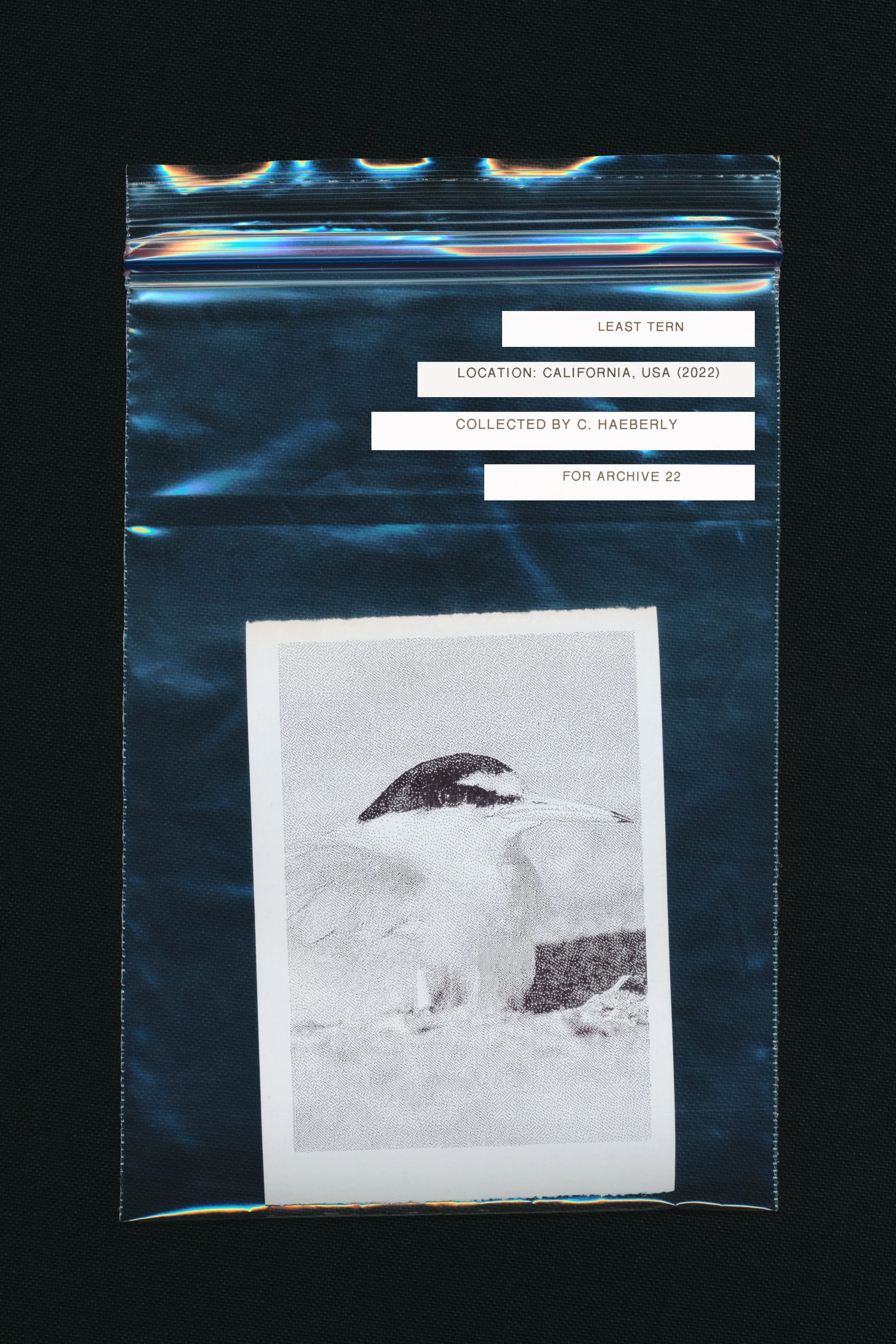 CH_LC_CB_CaliforniaLeastTern.jpg