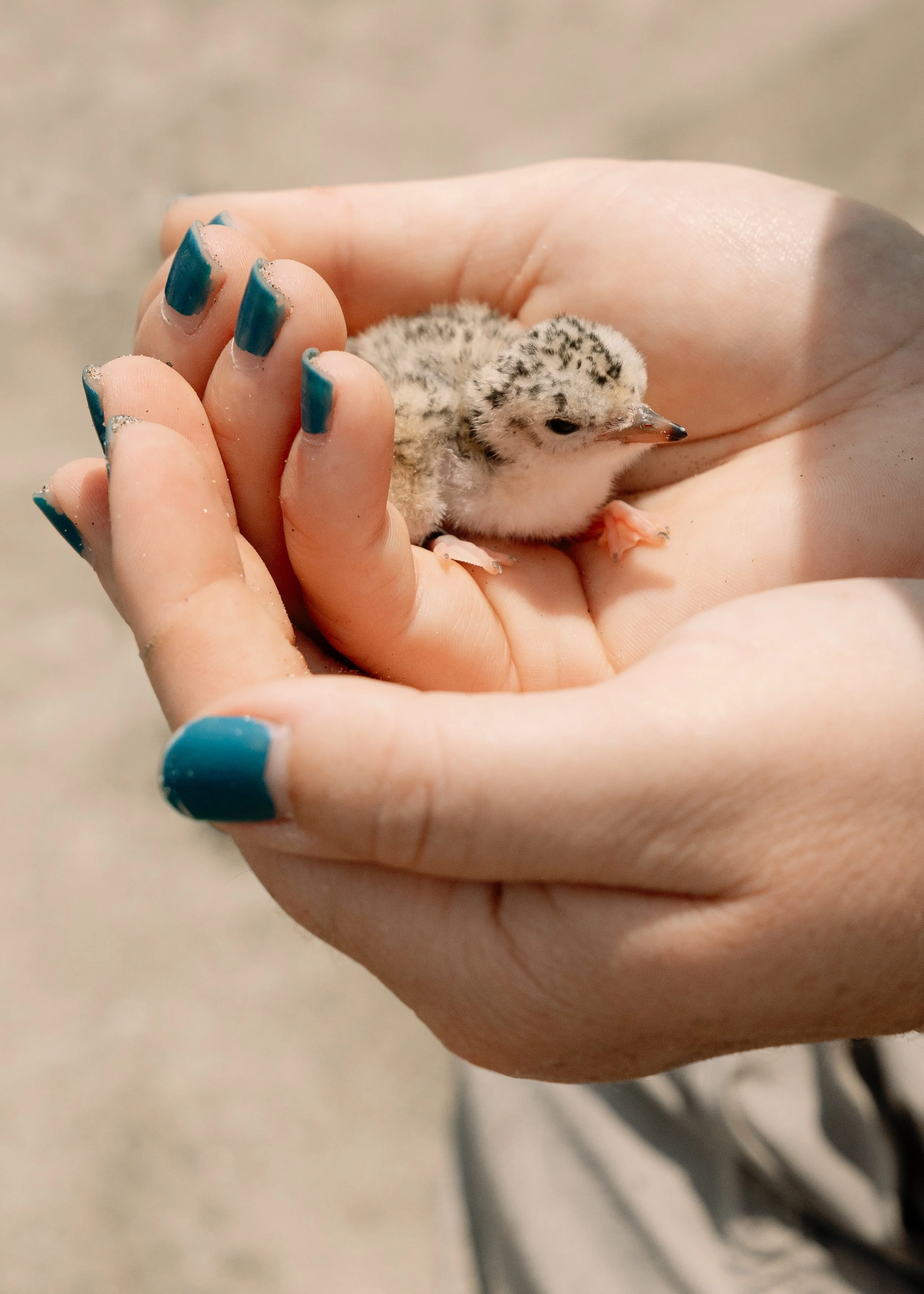 Unsung Birders-10.jpg