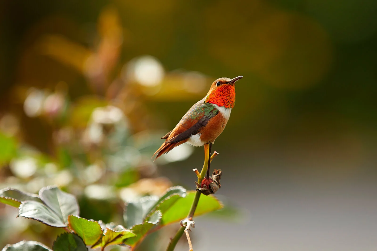 Ruby-throated Hummingbird