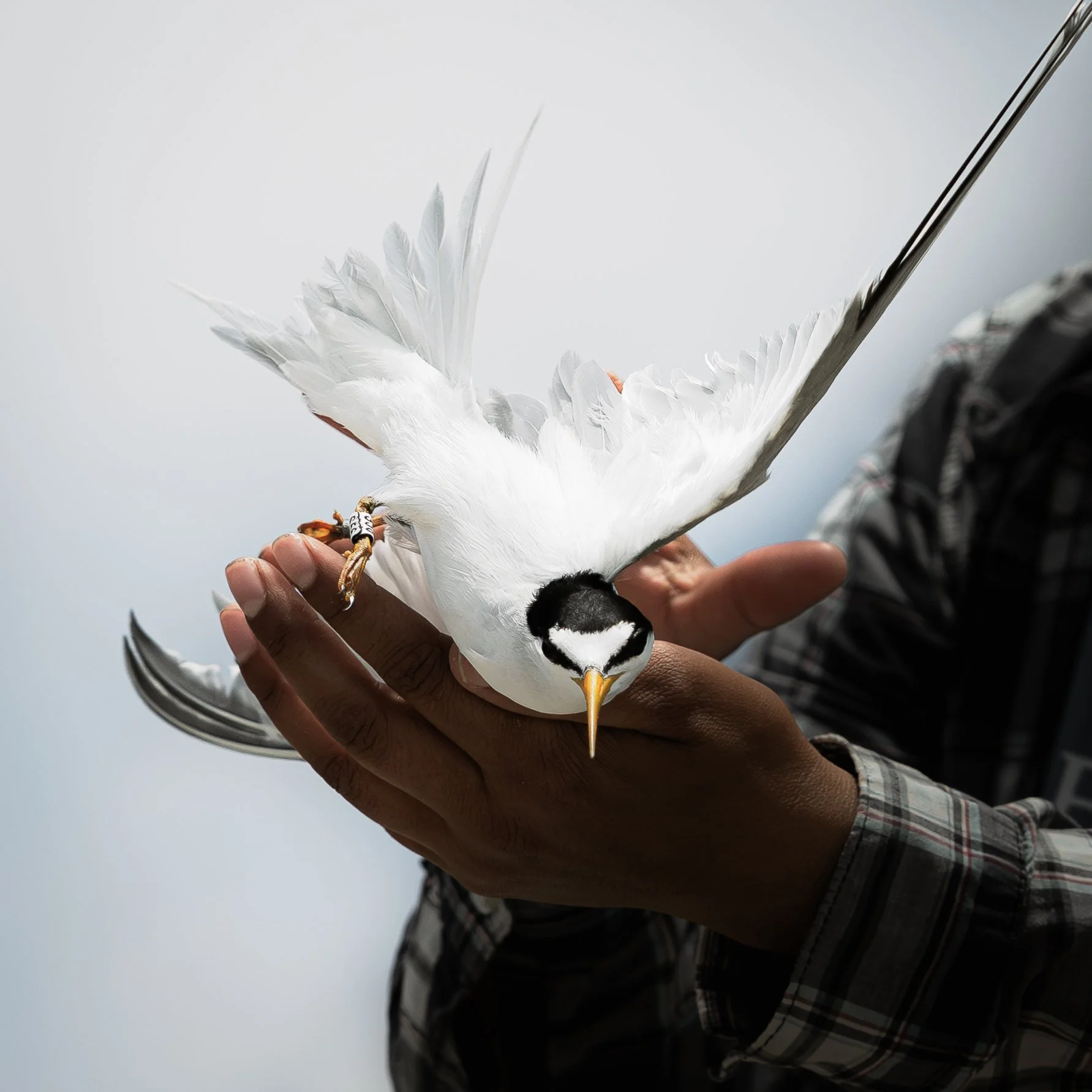 Unsung Birders-12.jpg